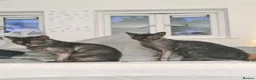 Lykoi cats for sale: TICA Black Roan Lykoi Pair. Full breeding rights - Advert 1
