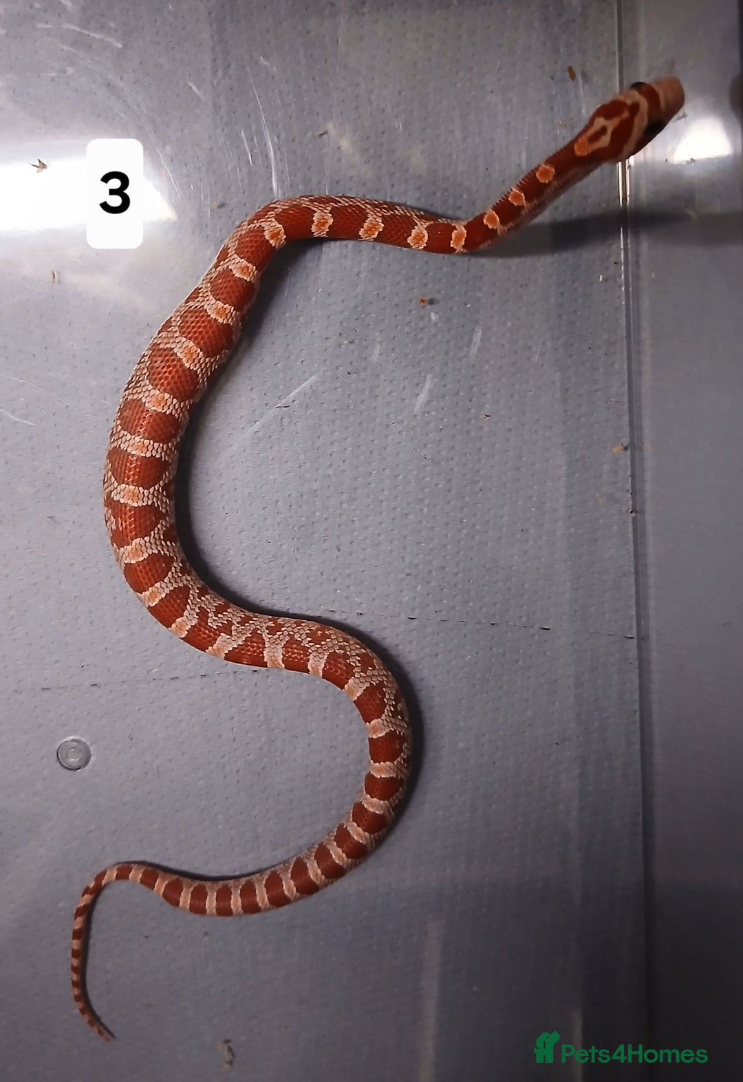 Corn Snake reptiles for sale: Corn Snake Hatchling's  - Image 10