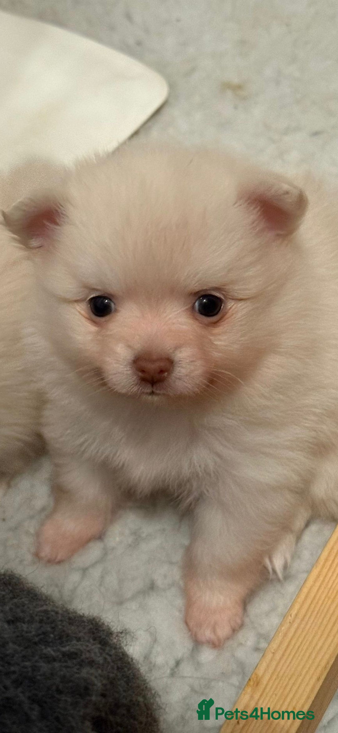 Pomchi dogs for sale: Beautiful pomchi pups - Advert 12