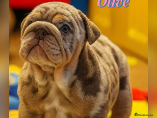 English Bulldog dogs KC Registered EB Pups Fully health Tested Parents - Advert 3