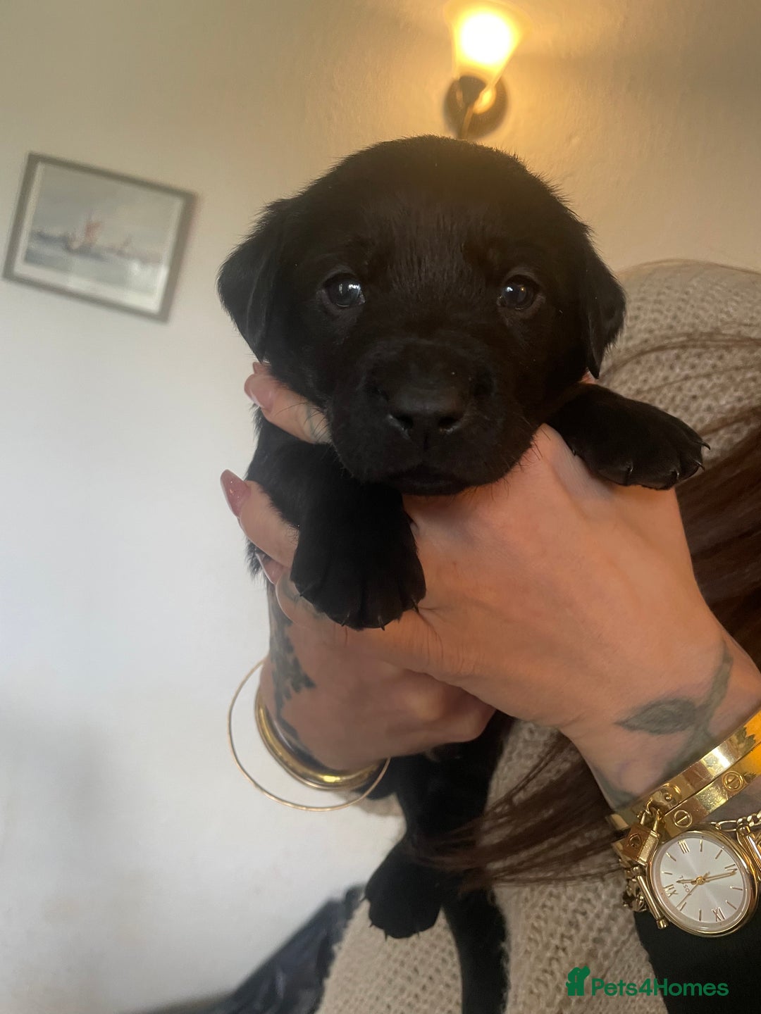 Labrador Retriever dogs for sale: Yellow and black lab puppies - Advert 9
