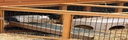 Guinea Pig rodents for sale: Guinea Pigs x 2 male + hutch and everything needed - Advert 3