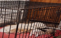 Persian cats for sale: Gorgeous pure bred persian female - Image 5
