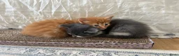 Mixed Breed cats for sale: 4 lovely mixed colour kittens in Hull - Advert 14