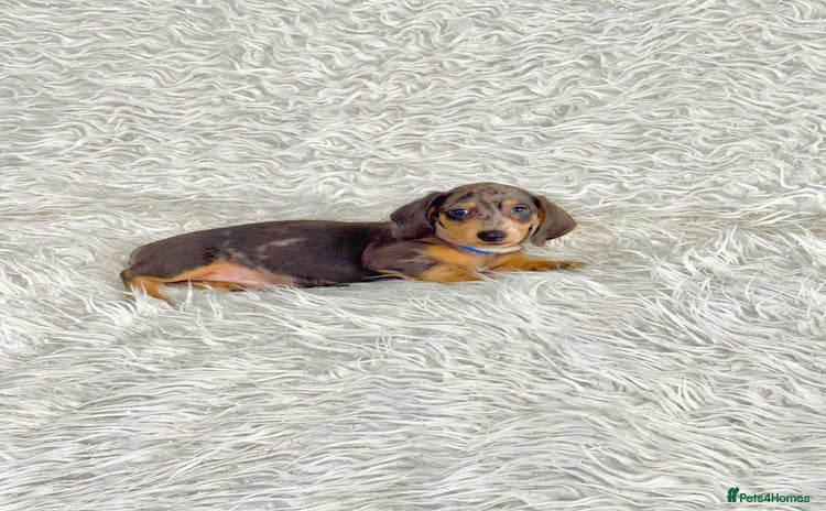Miniature Dachshund dogs - Advert 5