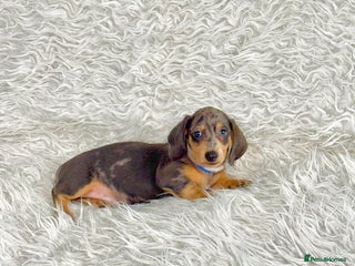 Miniature Dachshund dogs Miniature Daschund pra clear - Advert 6