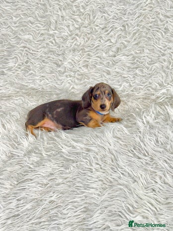 Miniature Dachshund dogs - Advert 5