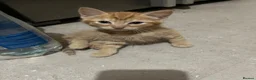 Mixed Breed cats for sale: 3 beautiful kittens 2 boys 1 girl  in Cleethorpes - Advert 8