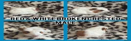 Guinea Pig rodents for sale: BABY GUINEA PIGS READY NOW  - Advert 14