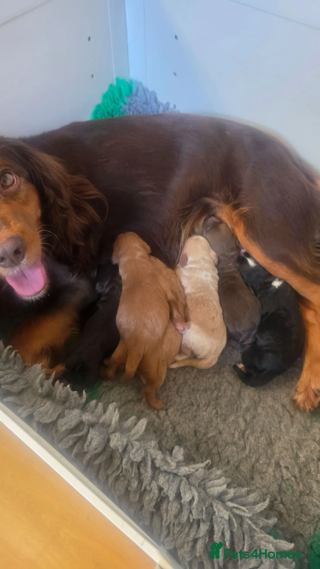 Cockapoo dogs for sale: The best cockapoos - Advert 1