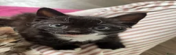 Mixed Breed cats for sale: Black and white boy kitten in Earlston - Advert 4