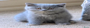 British Shorthair 2