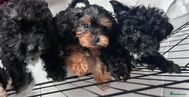 Yorkiepoo dogs - Advert 1