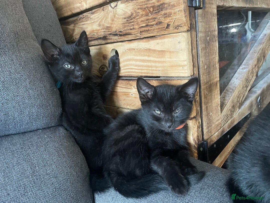 British Shorthair cats for sale: 6 Amazing kittens - 2 LEFT!! - Image 12