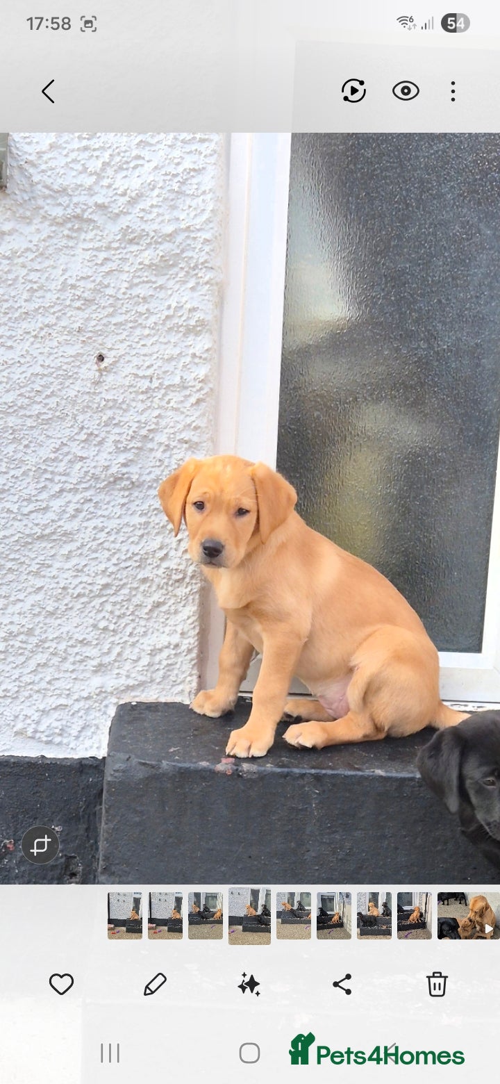 Labrador Retriever dogs Labrodor retriever kc REDUCE GIRL 1 left - Advert 5