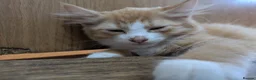 Mixed Breed cats for sale: Beautiful mixed breed Kittens  - Advert 6
