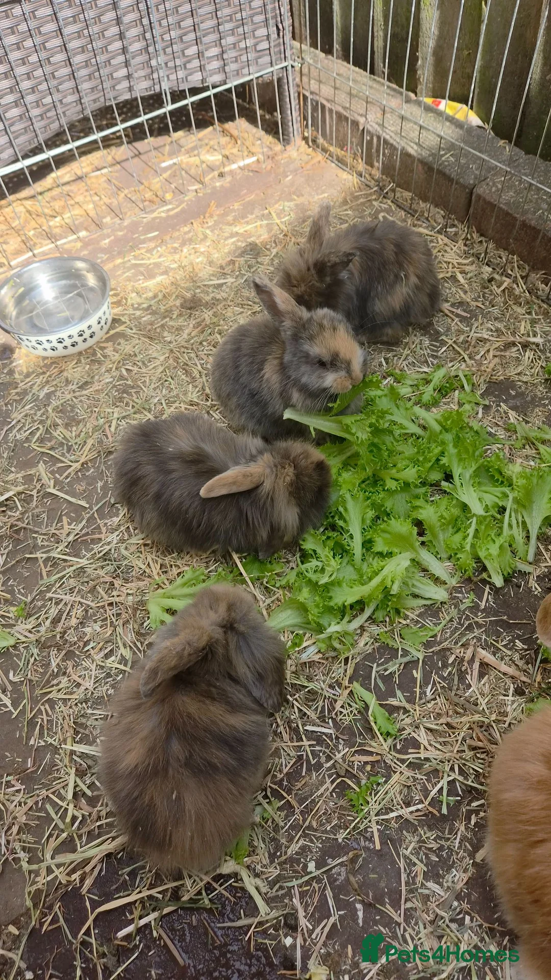 Mini Lion Lop rabbits for sale: 4 male lion lops  - Advert 15