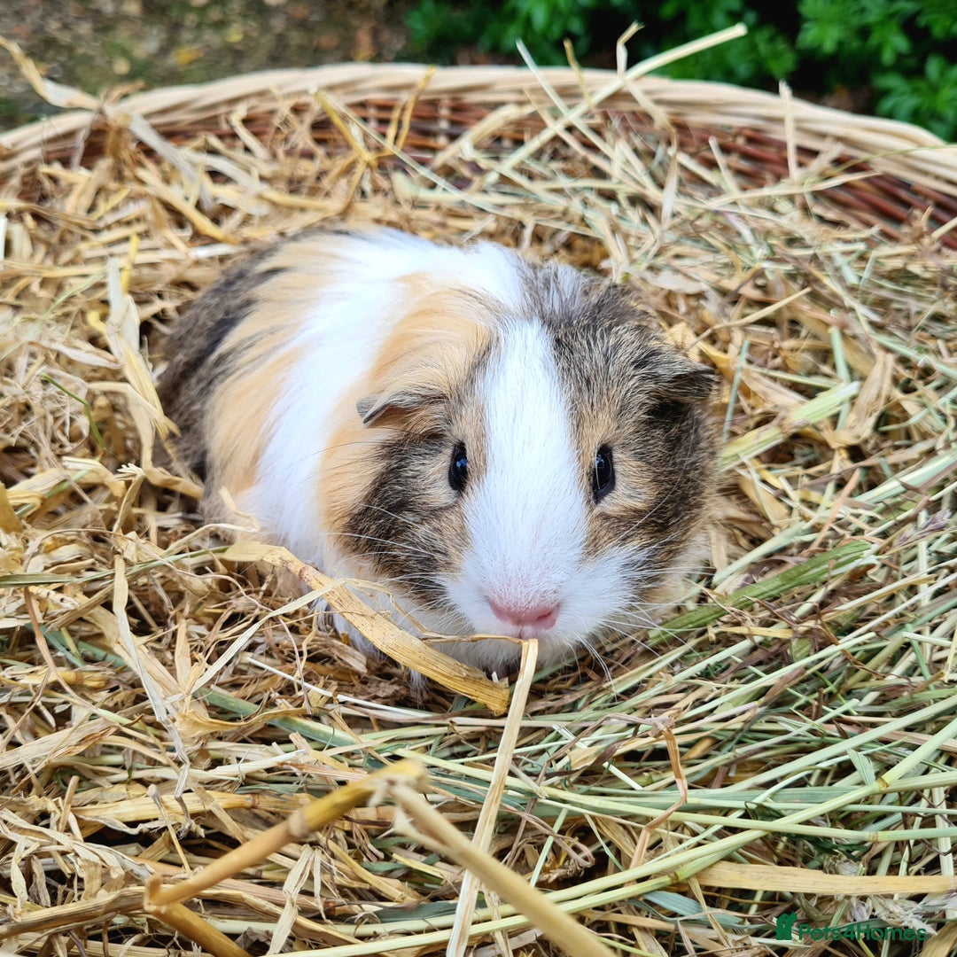 Guinea Pig rodents for sale: Male baby guinea pigs for sale. in Chippenham - Image 9