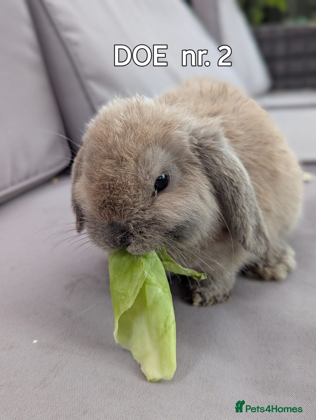 Mini Lop rabbits for sale: CUTE MINI-LOPS - Image 4