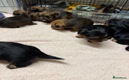 Yorkshire Terrier dogs for sale: Yorkshire Terrier  - Advert 15