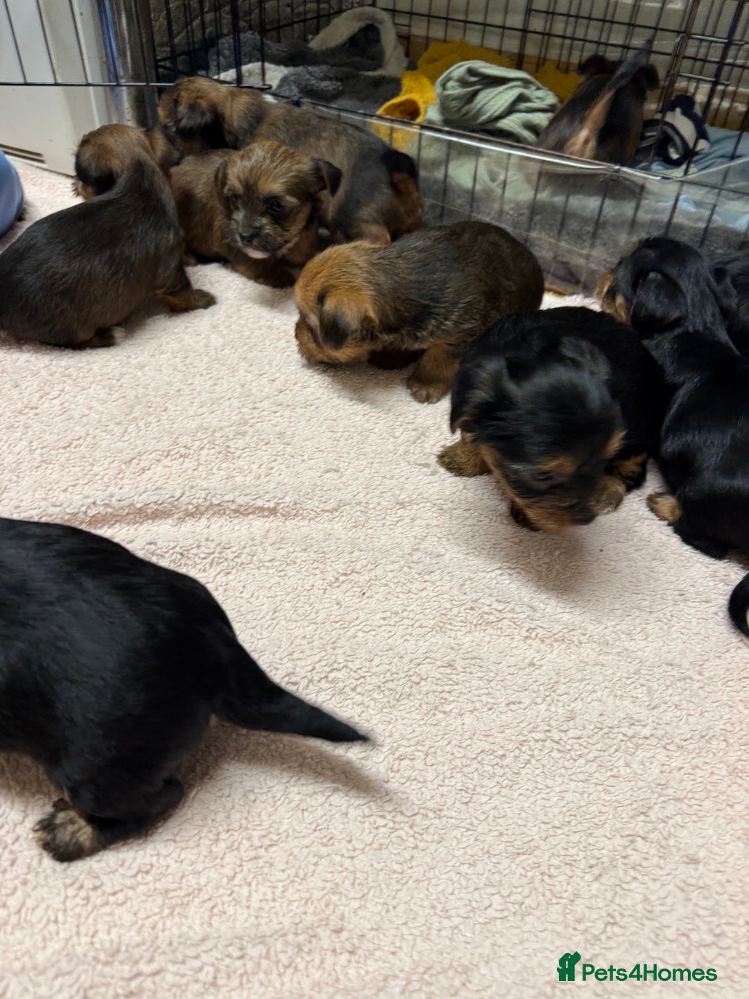 Yorkshire Terrier dogs for sale: Yorkshire Terrier  - Advert 15