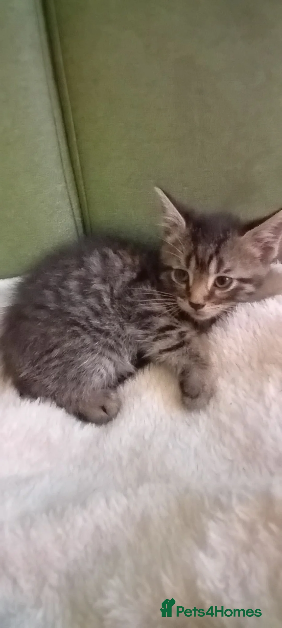 Mixed Breed cats for sale: Cute mixed kittens - Advert 2