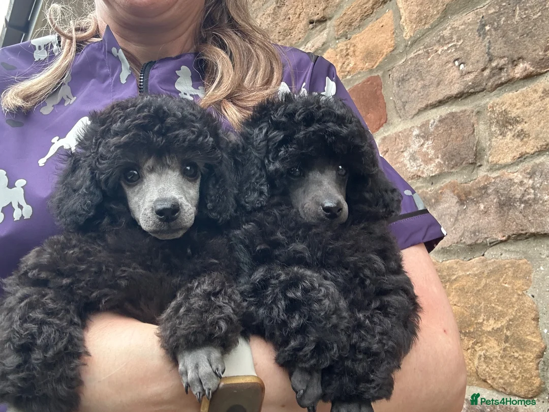 Toy Poodle dogs for sale: TOY POODLE PUPPIES, KC REG, PRA CLEAR, SILVER,BLUE - Advert 2