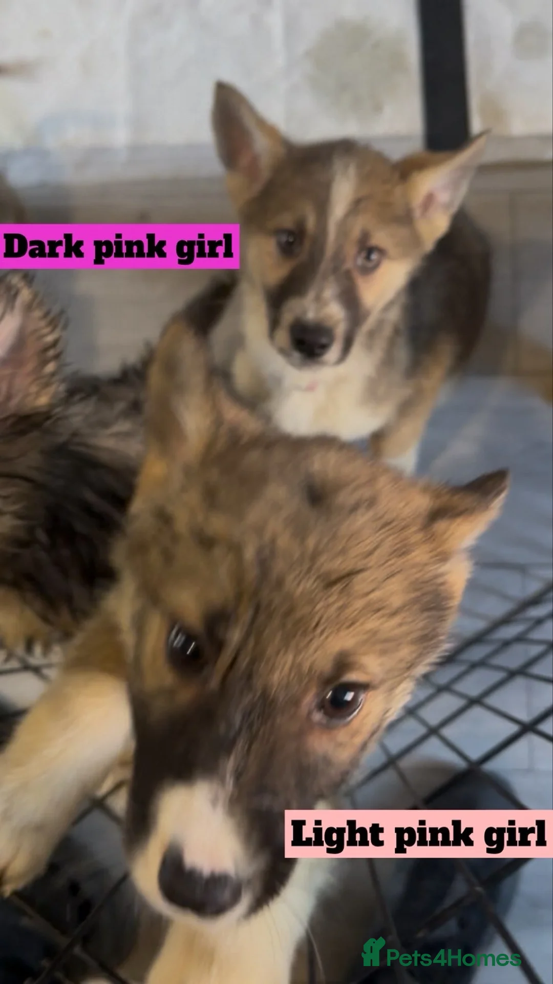 Shepsky dogs for sale: German Shepard X Siberian Husky  - Advert 2