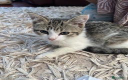 American Shorthair cats for sale: ONLY 2 LEFT Gorgeous Kittens ready to go!  - Image 11