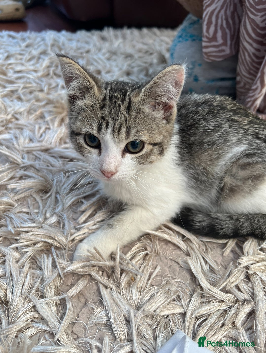 American Shorthair cats for sale: ONLY 2 LEFT Gorgeous Kittens ready to go!  - Image 11