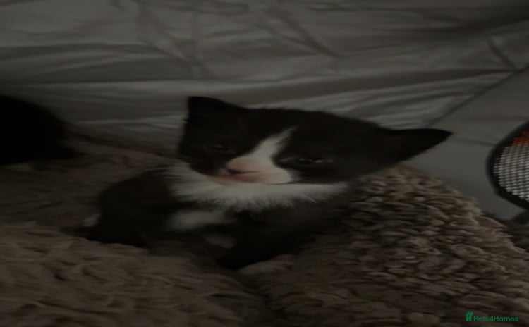 Mixed Breed cats - Advert 4