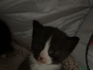 Mixed Breed cats - Advert 13