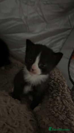 Mixed Breed cats - Advert 4