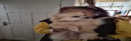 Pomeranian dogs for sale: Pomeranian for sale - Advert 3