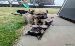 Mixed Breed dogs for sale: German shepherd cross, Belgium malinios  - Image 5