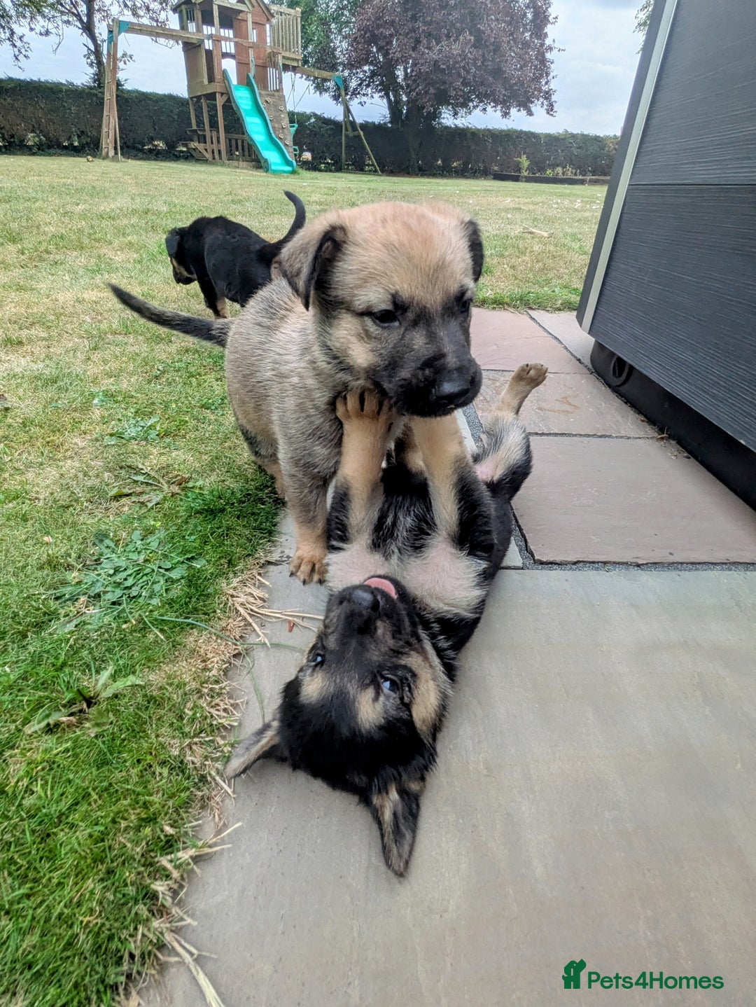 Mixed Breed dogs for sale: German shepherd cross, Belgium malinios  - Image 5