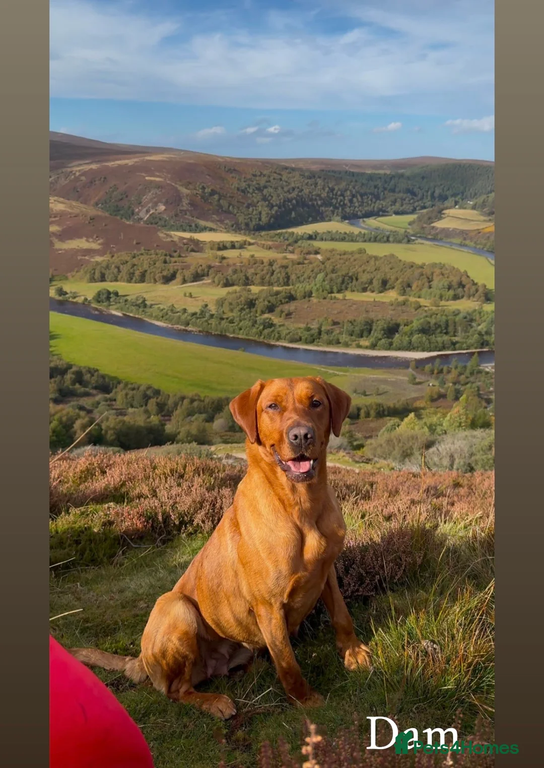 Labrador Retriever dogs for sale: Red Labrador Retriever puppies  - Advert 11