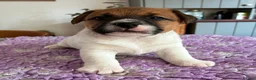 Jack Russell dogs for stud: K.C. Registered Jack Russell - Advert 4
