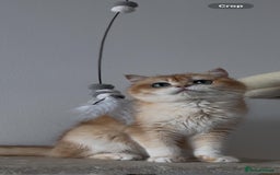 British Shorthair cats for sale: British shorthair TICA male kitten in Sheffield - Image 6