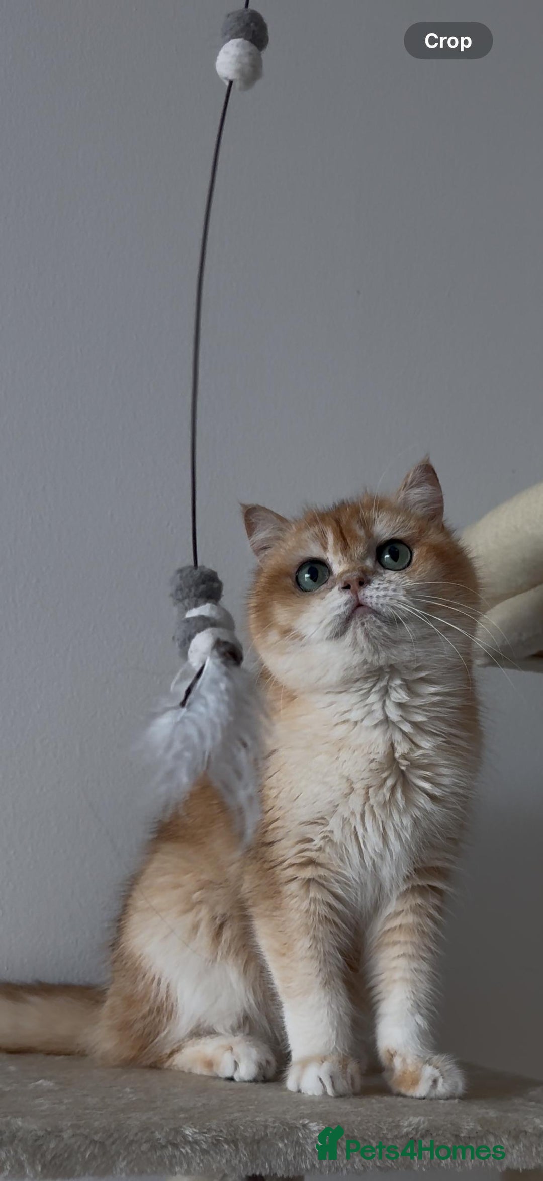 British Shorthair cats for sale: British shorthair TICA male kitten in Sheffield - Image 6