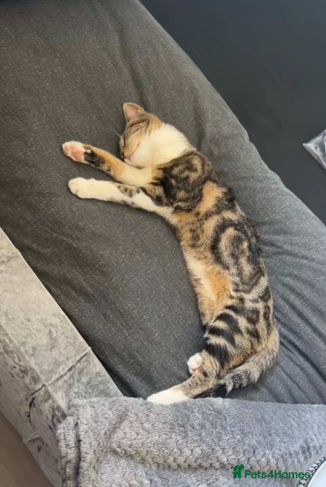 Mixed Breed cats for sale: Female cat  - Advert 2