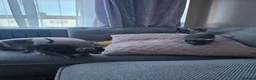 Russian Blue cats for sale: Adorable kittens for sale  - Advert 4