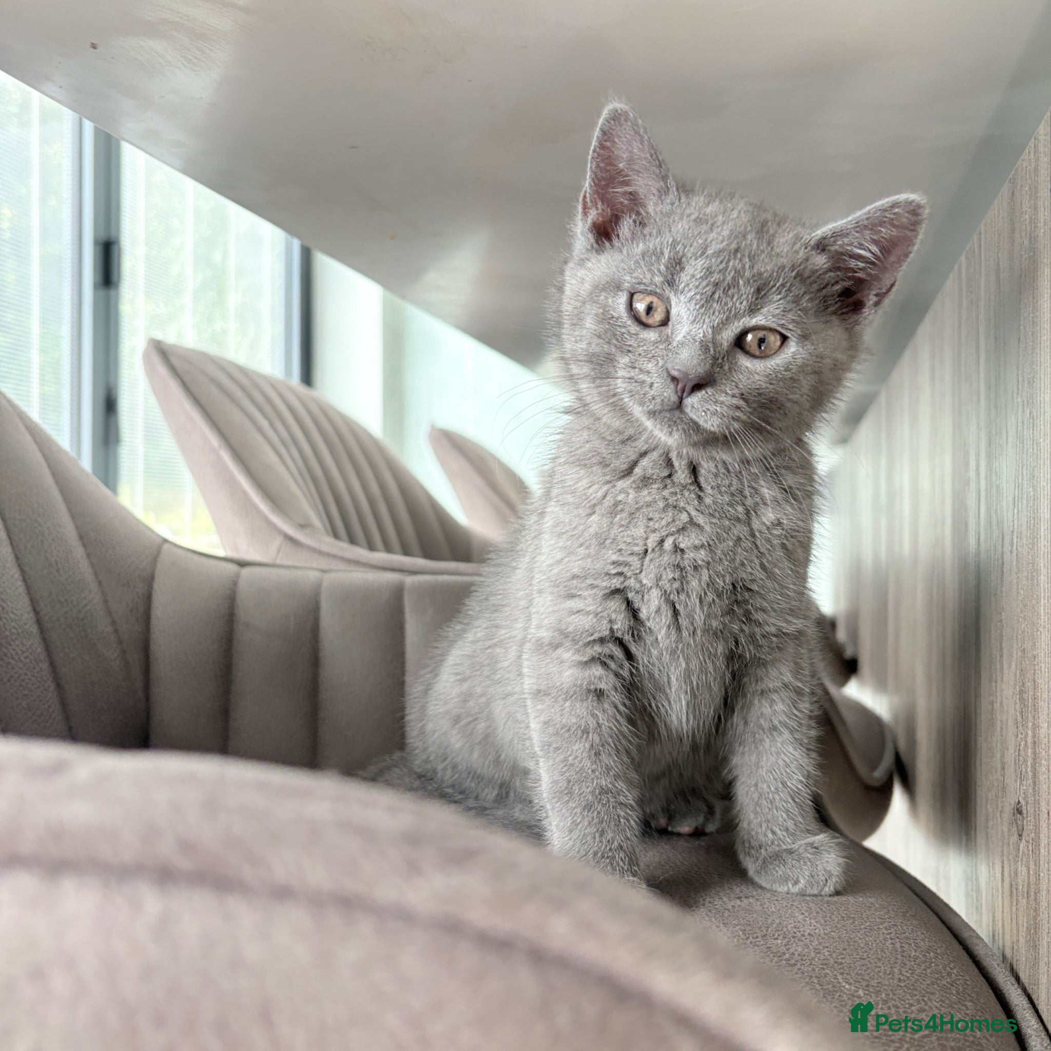 British Shorthair cats for sale: 2 Beautiful British Shorthair Kittens - Advert 3