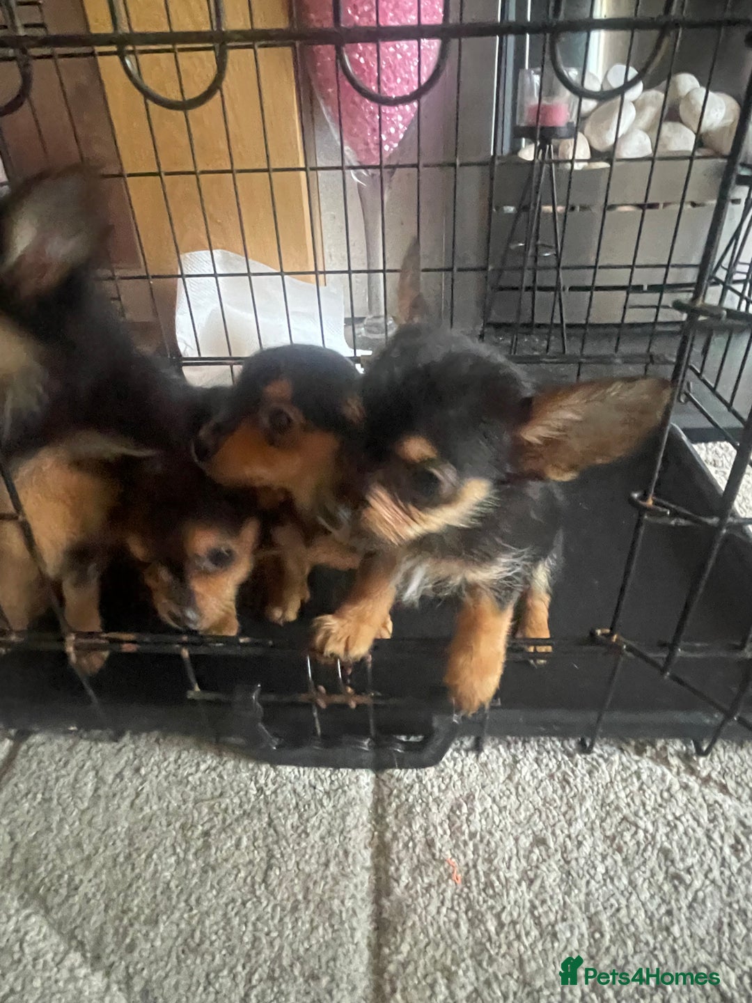 Chorkie dogs for sale: Chorkie Puppies For Sale - Image 11