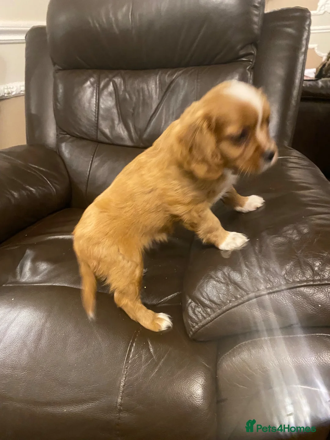 Cavapoo dogs for sale: Cavapoo puppies - Advert 12