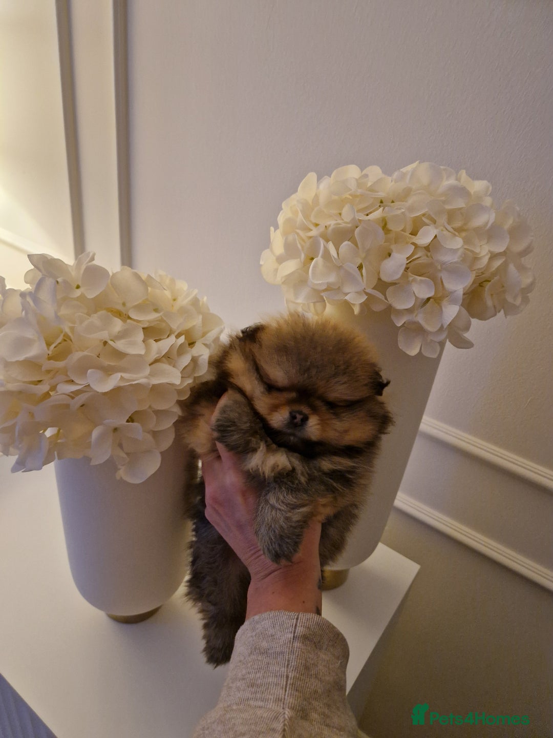 Pomeranian dogs for sale: **SOLD** KC Reg Pom– Orange Sable Boy - Advert 4