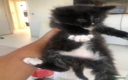 Bengal cats for sale: Kittens for sale!!  - Image 2