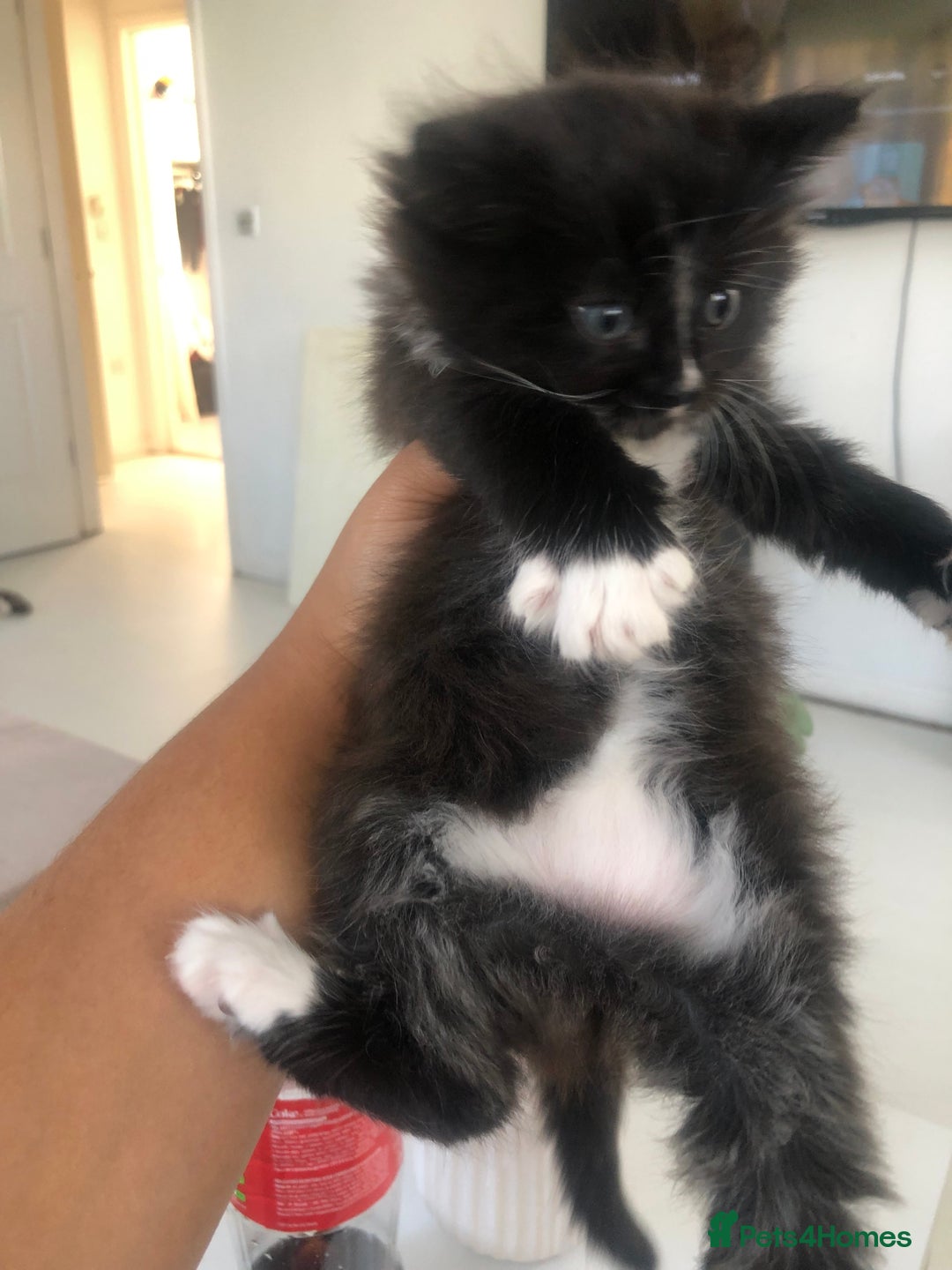 Bengal cats for sale: Kittens for sale!!  - Image 2
