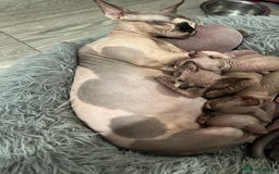 Sphynx cats for sale: Exquisite Sphynx Kittens - Image 26