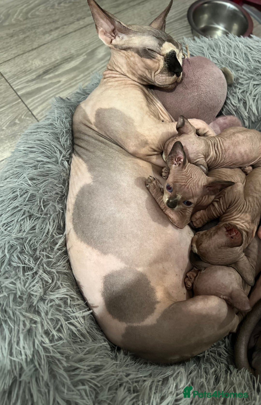 Sphynx cats for sale: Exquisite Sphynx Kittens - Image 26